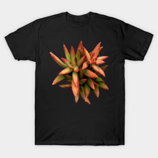 Sedum Fire Storm T-Shirt